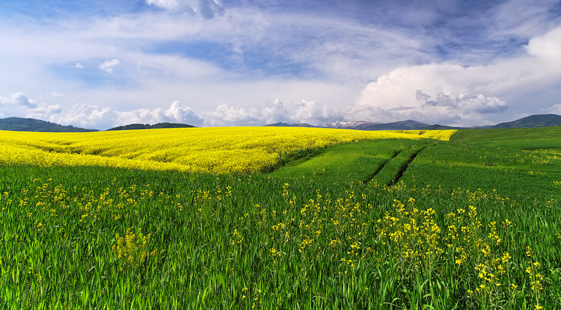 Flowering rape field - © 2010 Martin Sojka